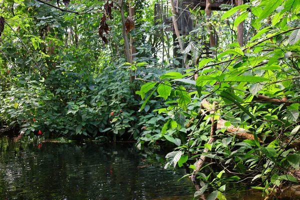 Вид Интерьер Papiliorama Который Представляет Собой Комплекс Расположенный Chitres Швейцария — стоковое фото