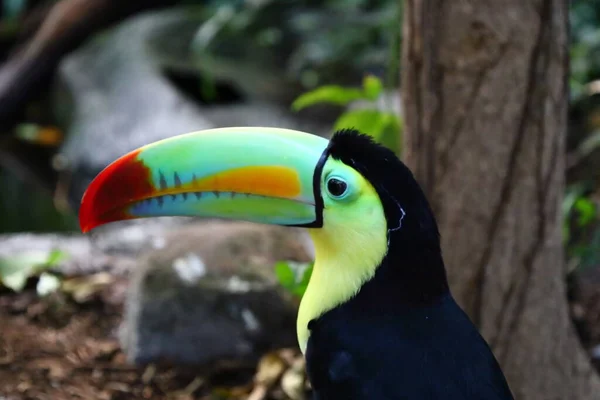 İsviçre 'nin Chitres kentindeki bir kompleks olan Papiliorama' daki bir hayvanın görüntüsü. Kompleks, çeşitli biyootoplar üreten birkaç kupadan oluşuyor..