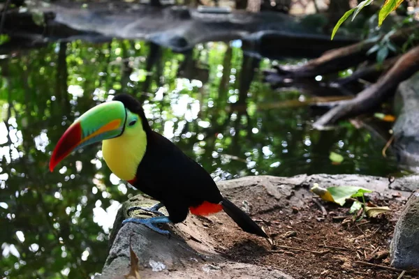 Vista Animale Papiliorama Che Complesso Situato Chitres Svizzera Complesso Costituito — Foto Stock