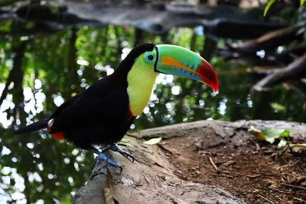 Kilátás Egy Állat Papiliorama Amely Egy Komplexum Található Chitres Svájc — Stock Fotó