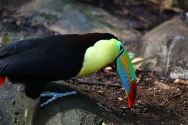 Vista Animale Papiliorama Che Complesso Situato Chitres Svizzera Complesso Costituito — Foto Stock