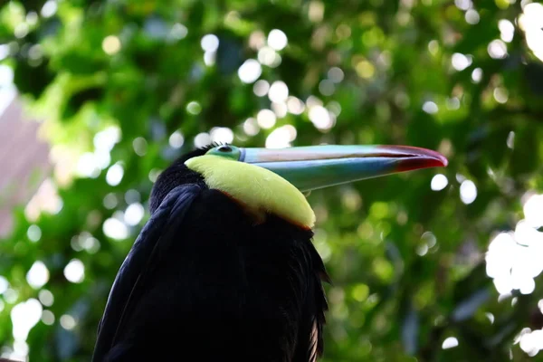 Blick Auf Tiere Papiliorama Chitres Schweiz Ist Ein Komplex Aus — Stockfoto