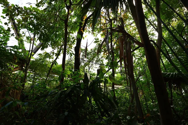 Vista Sobre Papiliorama Chitres Suíça Complexo Composto Por Várias Cúpulas — Fotografia de Stock