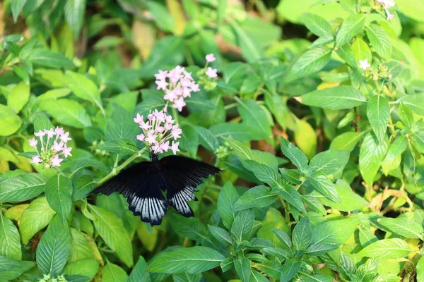 Vista Una Mariposa Papiliorama Chitres Suiza Complejo Compuesto Por Varias — Foto de Stock