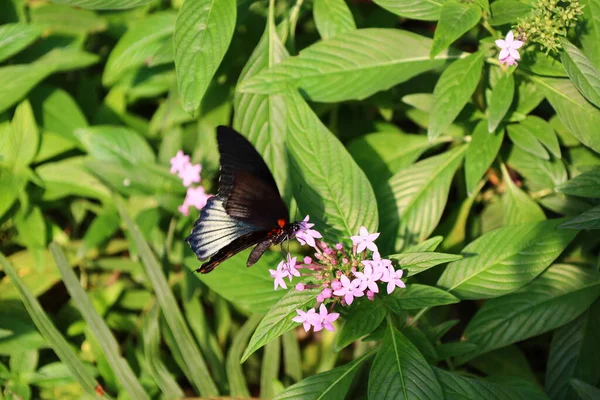 Vue Papillon Papiliorama Chitres Suisse Est Complexe Composé Plusieurs Coupoles — Photo