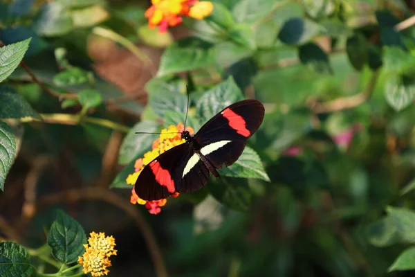 Vue Papillon Papiliorama Chitres Suisse Est Complexe Composé Plusieurs Coupoles — Photo