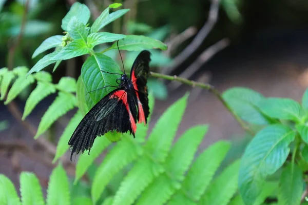 Vue Papillon Papiliorama Chitres Suisse Est Complexe Composé Plusieurs Coupoles — Photo