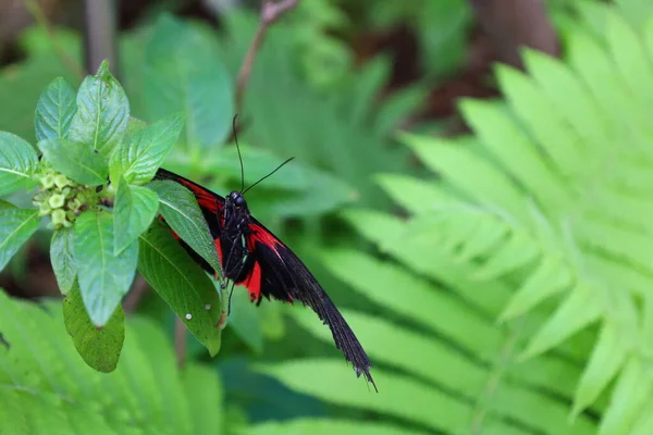 Vue Papillon Papiliorama Chitres Suisse Est Complexe Composé Plusieurs Coupoles — Photo