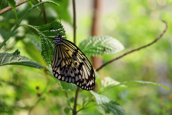 Pohled Motýla Papiliorama Chitres Švýcarsko Jedná Komplex Složený Několika Kupolí — Stock fotografie