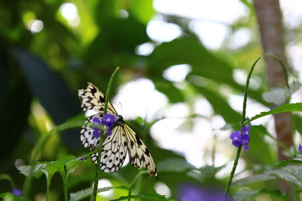 İsviçre 'nin Chitres kentindeki Papiliorama' da bir kelebek manzarası. Çeşitli biyootoplar üreten birkaç kupadan oluşan bir kompleks.. 
