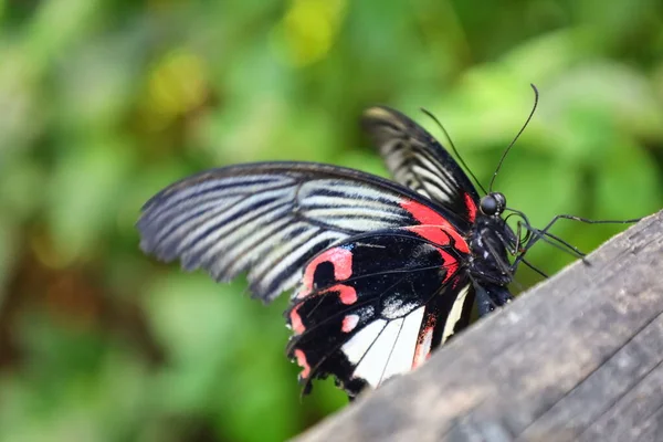 Pohled Motýla Papiliorama Chitres Švýcarsko Jedná Komplex Složený Několika Kupolí — Stock fotografie