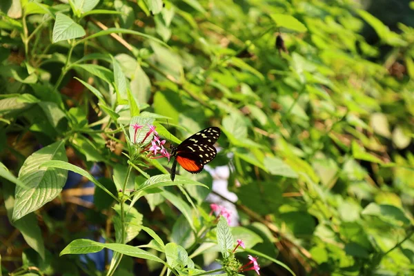 Vista Una Mariposa Papiliorama Chitres Suiza Complejo Compuesto Por Varias — Foto de Stock