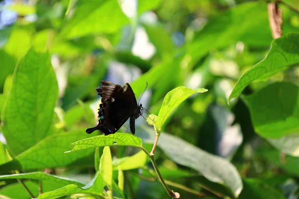 Vista Uma Borboleta Papiliorama Chitres Suíça Complexo Composto Por Várias — Fotografia de Stock