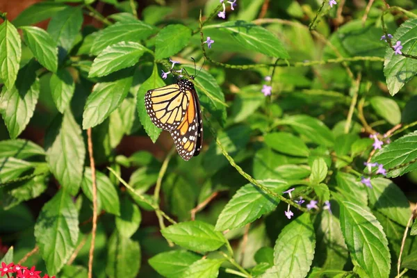 İsviçre 'nin Chitres kentindeki Papiliorama' da bir kelebek manzarası. Çeşitli biyootoplar üreten birkaç kupadan oluşan bir kompleks.. 