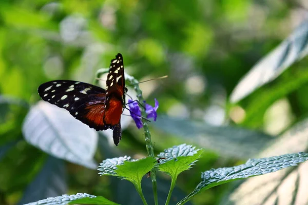 Вид Бабочки Папильораме Читре Швейцария Комплекс Состоящий Нескольких Куполов Которые — стоковое фото