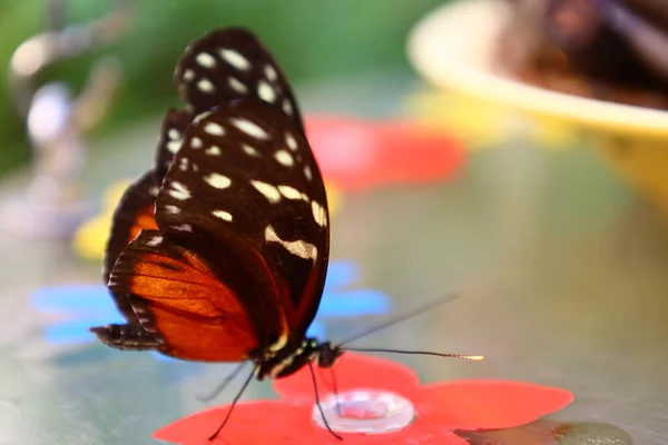 Blick Auf Einen Schmetterling Papiliorama Chitres Schweiz Ist Ein Komplex — Stockfoto