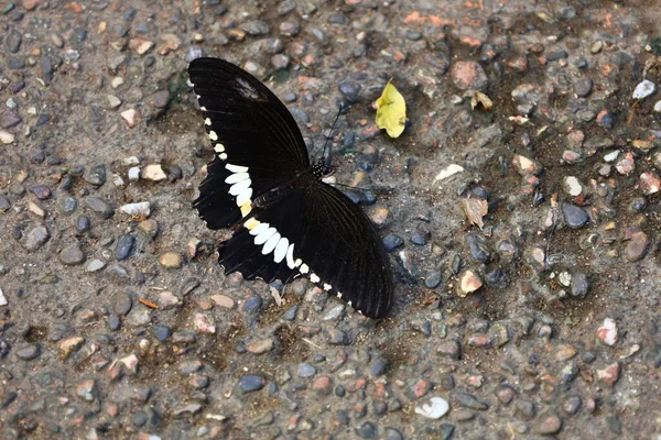 İsviçre 'nin Chitres kentindeki Papiliorama' da bir kelebek manzarası. Çeşitli biyootoplar üreten birkaç kupadan oluşan bir kompleks.. 