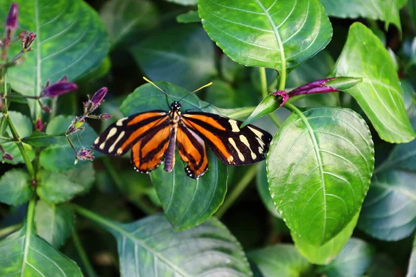 İsviçre 'nin Chitres kentindeki Papiliorama' da bir kelebek manzarası. Çeşitli biyootoplar üreten birkaç kupadan oluşan bir kompleks.. 