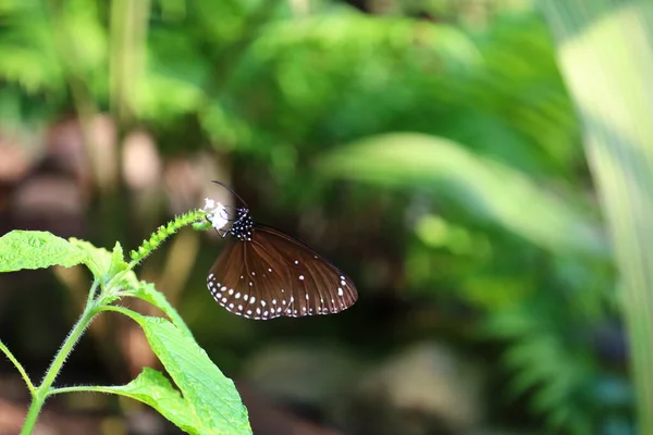 Pohled Motýla Papiliorama Chitres Švýcarsko Jedná Komplex Složený Několika Kupolí — Stock fotografie