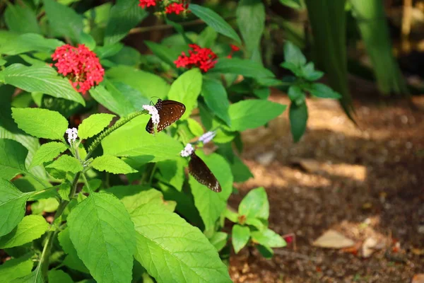 Blick Auf Einen Schmetterling Papiliorama Chitres Schweiz Ist Ein Komplex — Stockfoto