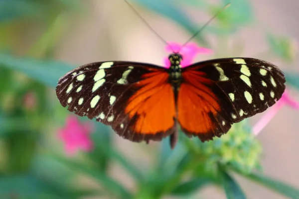 Blick Auf Einen Schmetterling Papiliorama Chitres Schweiz Ist Ein Komplex — Stockfoto