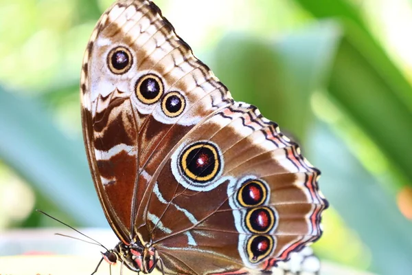 Widok Motyla Papiliorama Chitres Szwajcaria Jest Kompleks Złożony Kilku Kopuł — Zdjęcie stockowe
