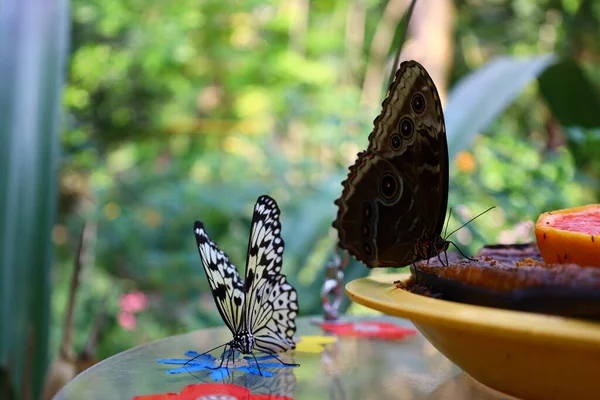 İsviçre 'nin Chitres kentindeki Papiliorama' da bir kelebek manzarası. Çeşitli biyootoplar üreten birkaç kupadan oluşan bir kompleks.. 