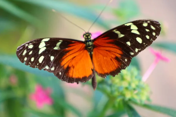 Vue Papillon Papiliorama Chitres Suisse Est Complexe Composé Plusieurs Coupoles — Photo