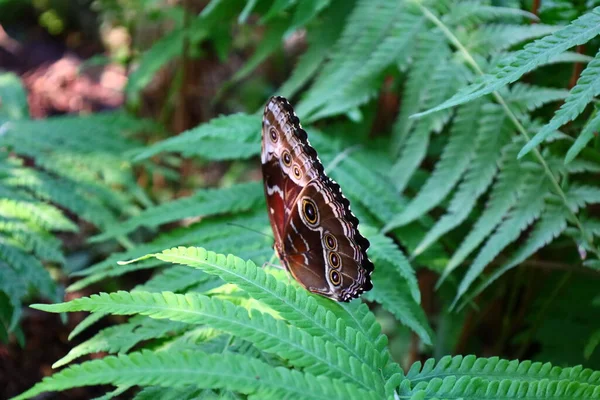 Blick Auf Einen Schmetterling Papiliorama Chitres Schweiz Ist Ein Komplex — Stockfoto