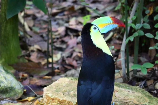 보이는 동물들의 Papiliorama Chitres Switzerland 원소를 재생하는 용설란으로 이루어진 물질이다 — 스톡 사진