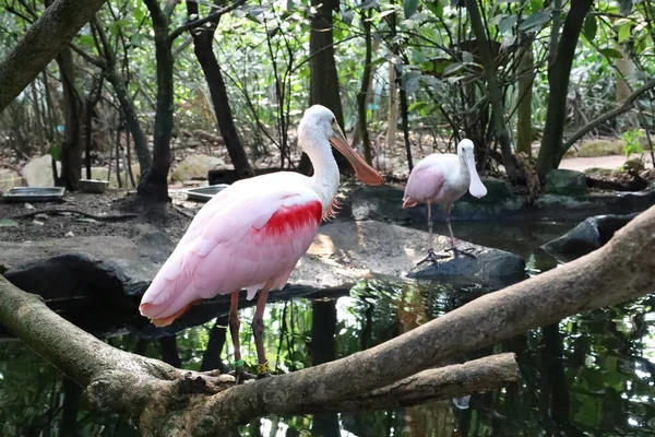 Vista Animale Papiliorama Che Complesso Situato Chitres Svizzera Complesso Costituito — Foto Stock