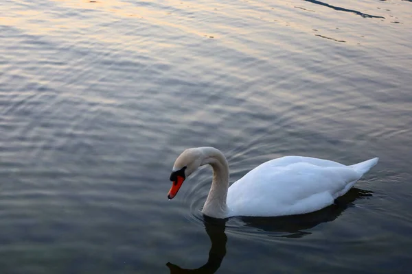 View Swan Lake Neuchatel — Stock Photo, Image