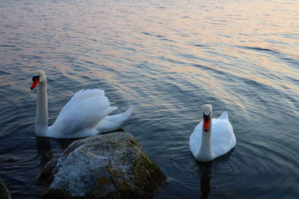 Neuchatel gölünde bir kuğu manzarası