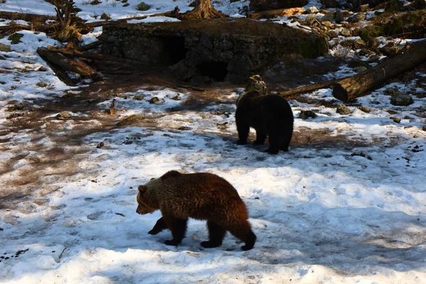 Blick Auf Bären Juraparc Einem Tierpark Mont Orzeires Der Gemeinde — Stockfoto