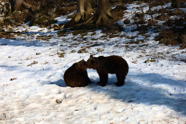 Вид Медведей Juraparc Который Представляет Собой Парк Животных Расположенный Мон — стоковое фото