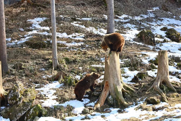 Вид Медведей Juraparc Который Представляет Собой Парк Животных Расположенный Мон — стоковое фото