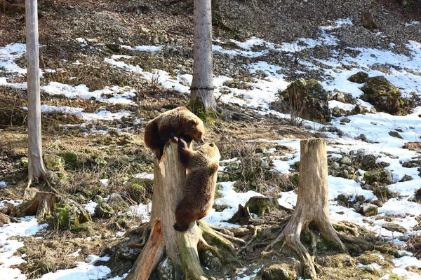 Vue Sur Les Ours Dans Juraparc Qui Est Parc Animalier — Photo