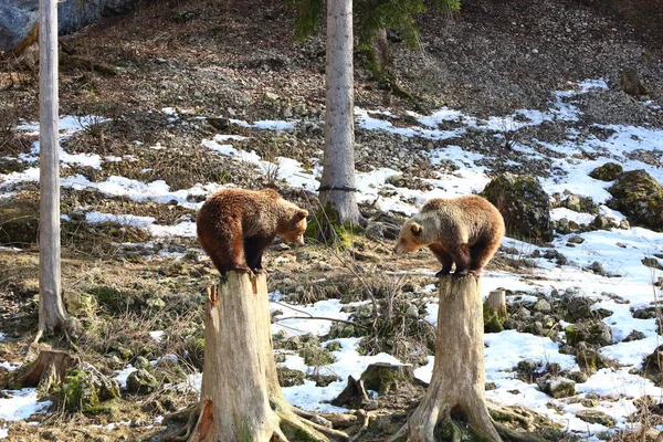 Вид Медведей Juraparc Который Представляет Собой Парк Животных Расположенный Мон — стоковое фото