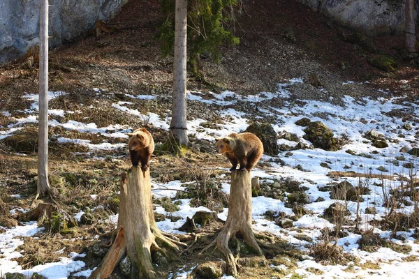 Άποψη Των Αρκούδων Στο Juraparc Οποίο Είναι Ένα Πάρκο Ζώων — Φωτογραφία Αρχείου