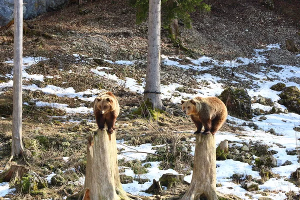 Blick Auf Bären Juraparc Einem Tierpark Mont Orzeires Der Gemeinde — Stockfoto