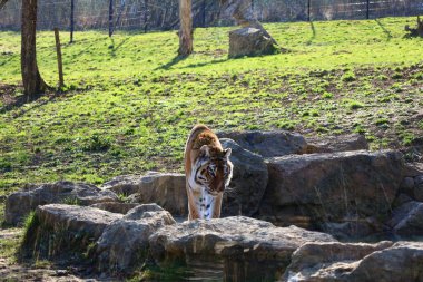 Arnay-sous-Vitteaux kasabasındaki Auxois Parkı 'nda bir dostluk manzarası