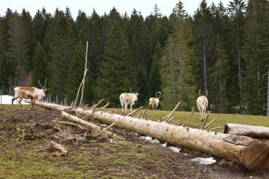 Fransa 'nın Chaux-Neuve kentindeki 