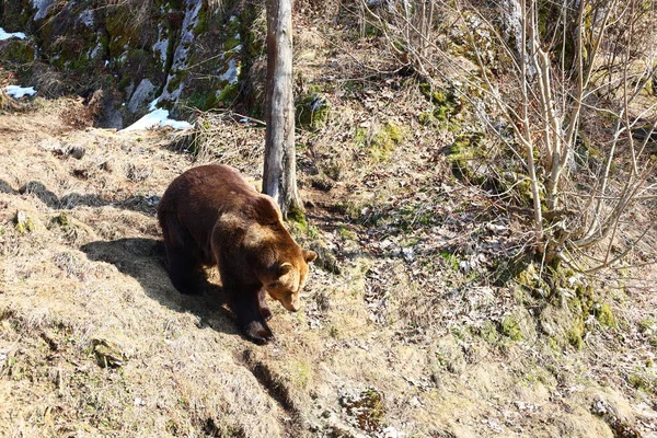 Medvék Megtekintése Svájci Vallorbe Településen Mont Orzeires Településen Található Juraparc — Stock Fotó