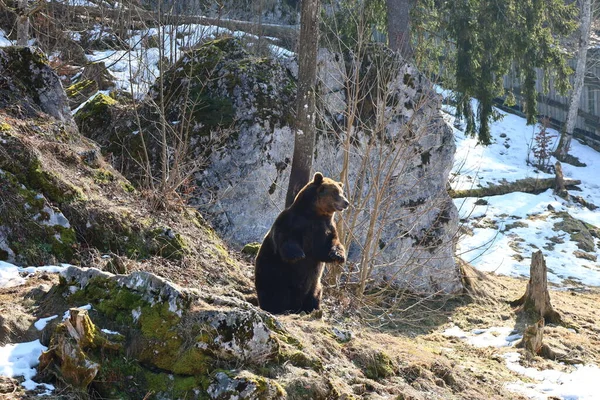 Вид Медведей Juraparc Который Представляет Собой Парк Животных Расположенный Мон — стоковое фото