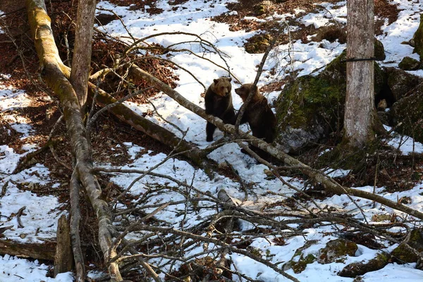 Вид Ведмедів Юрапарці Який Тваринним Парком Розташованим Монт Орзіре Муніципалітеті — стокове фото