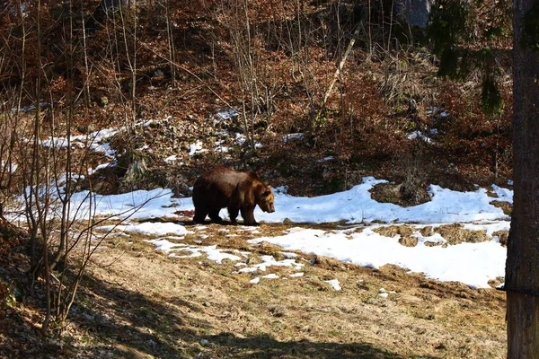 Vista Ursos Juraparc Que Parque Animais Localizado Mont Orzeires Município — Fotografia de Stock