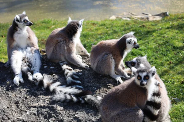 Arnay-sous-Vitteaux kasabasındaki Auxois Parkı 'nda bir dostluk manzarası