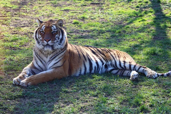 アーネイ スース ヴィットーの町にあるオーソワ公園での羊肉の眺め — ストック写真