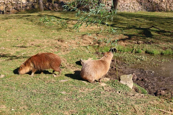 Άποψη Ενός Amial Στο Auxois Park Που Βρίσκεται Στην Πόλη — Φωτογραφία Αρχείου