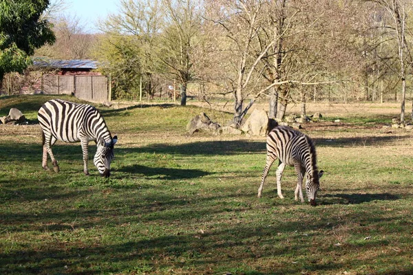 Arnay-sous-Vitteaux kasabasındaki Auxois Parkı 'nda bir dostluk manzarası